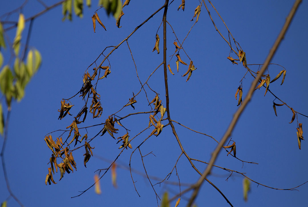 Signs and symptoms: Lifeless leaves on the outer branches of a tree typically mark the arrival of Dutch elm disease. Because the disease can spread rapidly, quick removal is the best strategy to protect other elms.