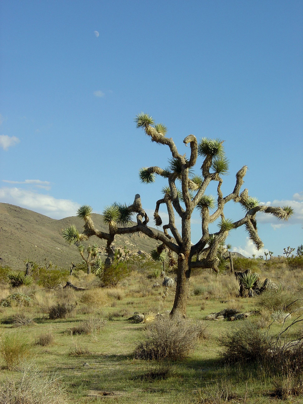 Joshua tree: Hospitable growing regions may move elsewhere because of climate change, leaving ancient trees and other lifeforms without a home. Credit:&#160;Wikipedia&#160;Commons