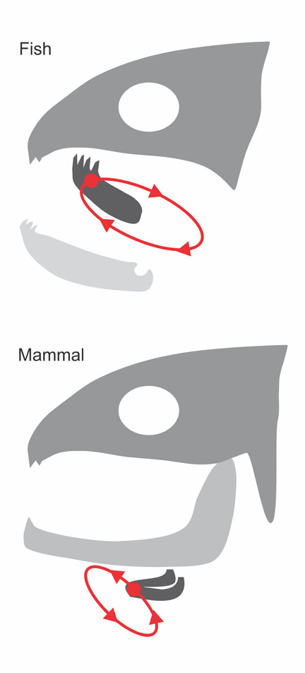 Chewing styles for different purposes: Fish use tongue muscles to thrust food backward, while mammals use tongue muscles to position food for grinding.