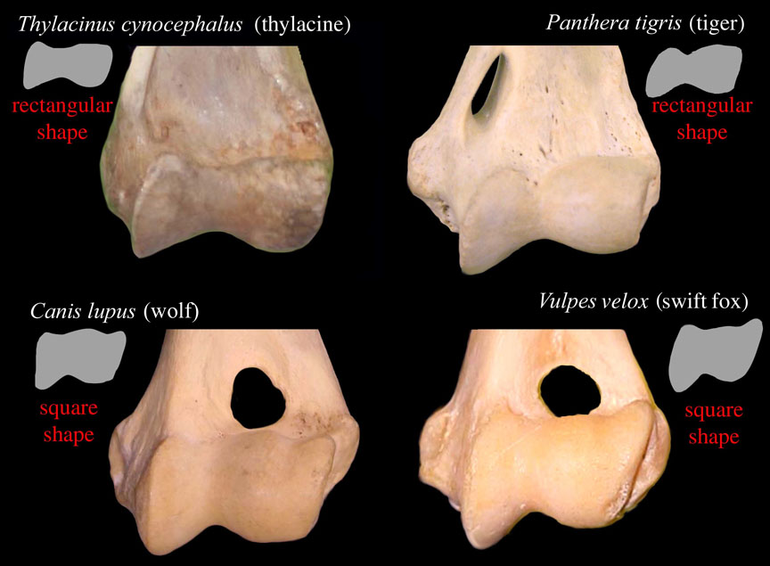 The skeletal key: The elbow joint of the thylacine and the modern tiger, top, is wider and more rectangular than the dog-like wolf and fox, bottom, which are more toward the square. This suggests different styles of catching and subduing prey, cat-like or dog-like. Credit: Borja Figueirido (specimens from the American Museum of Natural History)
