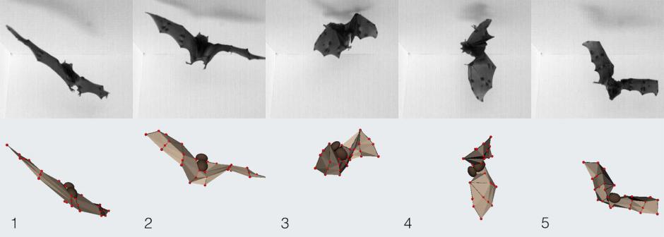 images of a bat flying