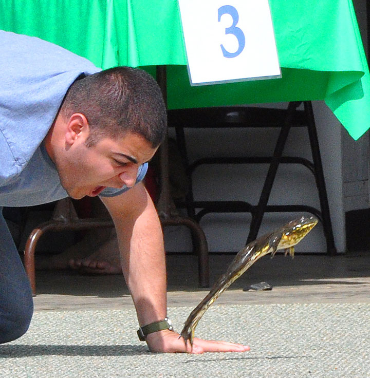 frog jumping competition