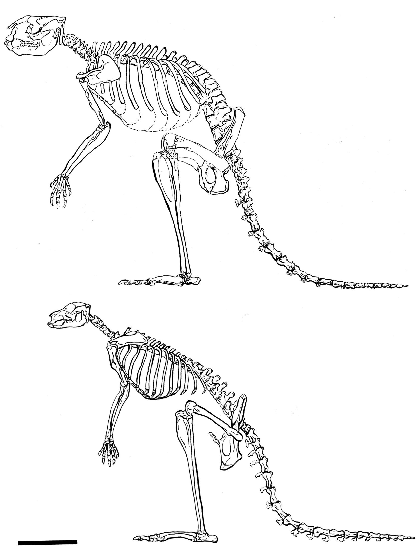 Скелет кенгуру строение