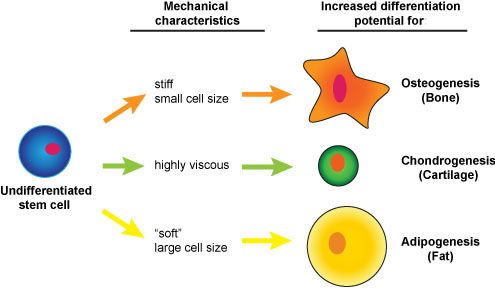 Physical properties predict stem cell outcome News from Brown