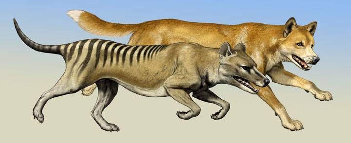 Secrets from beyond extinction: Tasmanian tiger was a kangaroo in wolf's  clothing