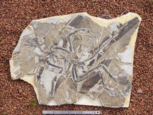 Pigments, organelles persist in fossil feathers | News from Brown