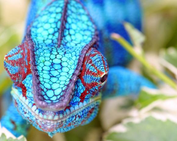 The most sale exotic pets