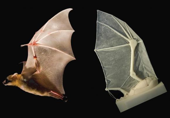 Bats The Only Flying Mammals Bio Aerial Locomotion 2011