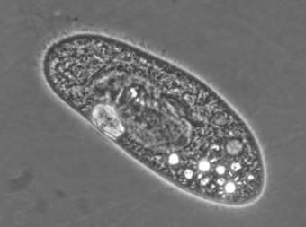 Paramecia