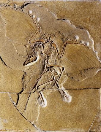 berlin specimen archaeopteryx